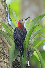 Jamaican Woodpecker